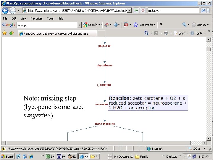 Note: missing step (lycopene isomerase, tangerine) 