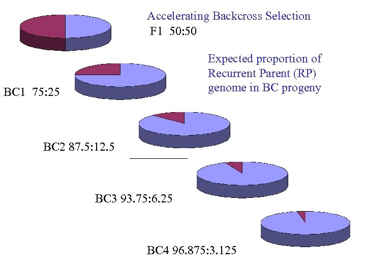 Accelerating Backcross Selection F 1 50: 50 Expected proportion of Recurrent Parent (RP) genome