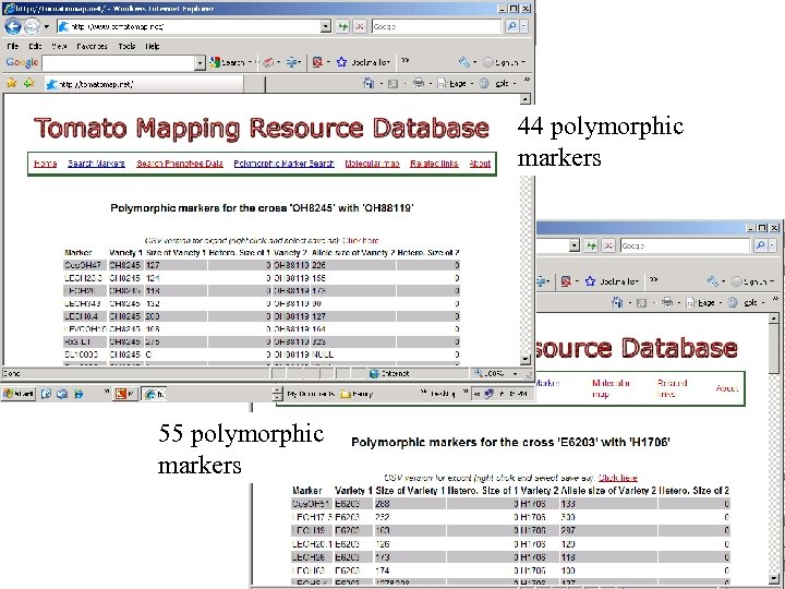 44 polymorphic markers 55 polymorphic markers 