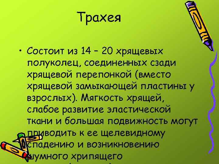 Трахея • Состоит из 14 – 20 хрящевых полуколец, соединенных сзади хрящевой перепонкой (вместо