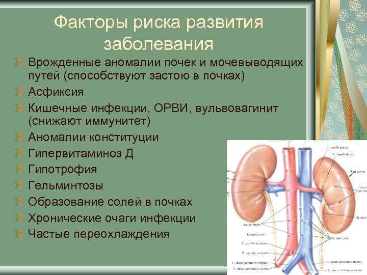 Презентация афо мочевыделительной системы у детей