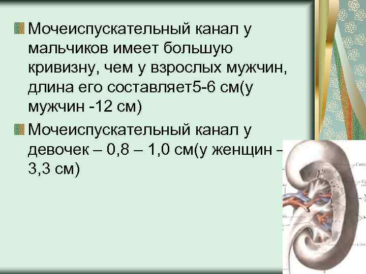 Мочеиспускательный канал у мальчиков имеет большую кривизну, чем у взрослых мужчин, длина его составляет5