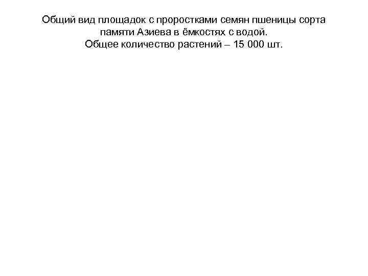 Общий вид площадок с проростками семян пшеницы сорта памяти Азиева в ёмкостях с водой.
