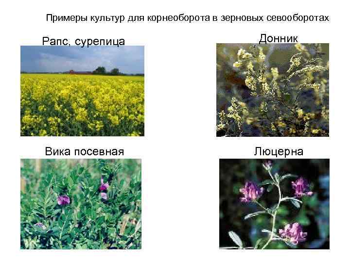 Примеры культур для корнеоборота в зерновых севооборотах Рапс, сурепица Донник Вика посевная Люцерна 