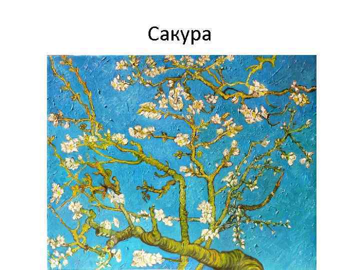 Сакура 