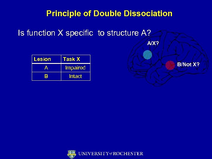 Principle of Double Dissociation Is function X specific to structure A? A/X? Lesion Task