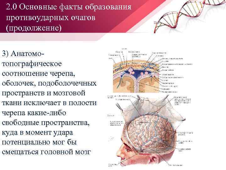 2. 0 Основные факты образования противоударных очагов (продолжение) 3) Анатомо топографическое соотношение черепа, оболочек,