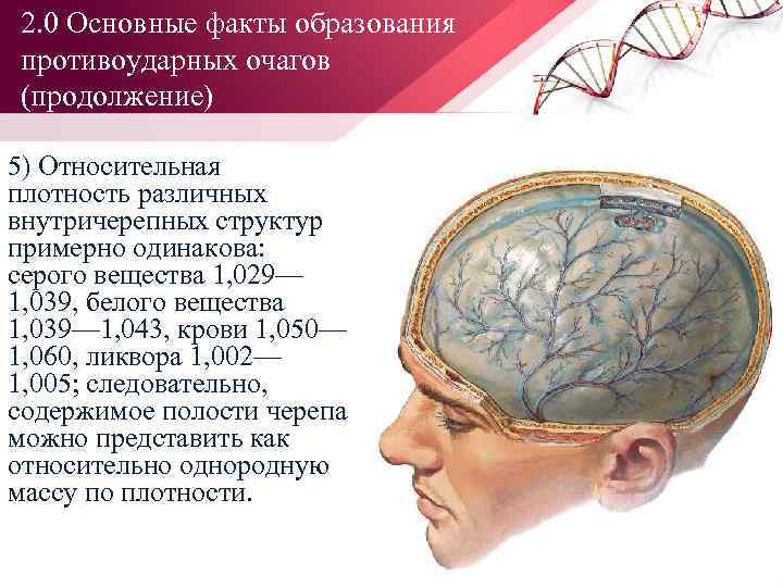 2. 0 Основные факты образования противоударных очагов (продолжение) 5) Относительная плотность различных внутричерепных структур