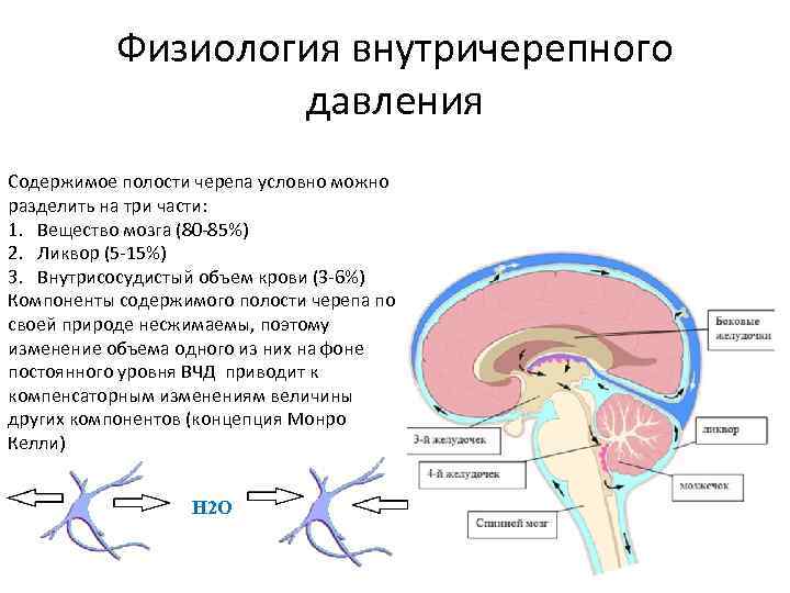 Физиология внутричерепного давления Содержимое полости черепа условно можно разделить на три части: 1. Вещество