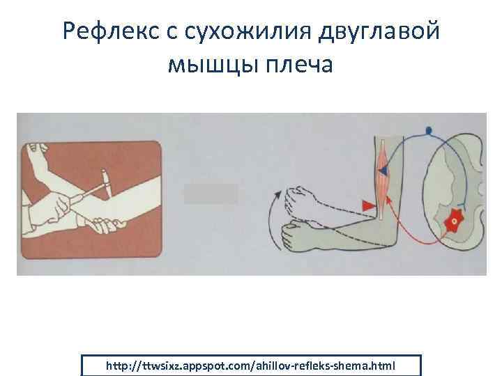Рефлекс с сухожилия двуглавой мышцы плеча http: //ttwsixz. appspot. com/ahillov-refleks-shema. html 
