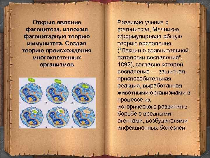 Открыл явление фагоцитоза, изложил фагоцитарную теорию иммунитета. Создал теорию происхождения многоклеточных организмов Развивая учение