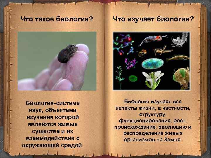 Как называют специалиста биолога объектом изучения которого являются изображенные на фотографии гриб