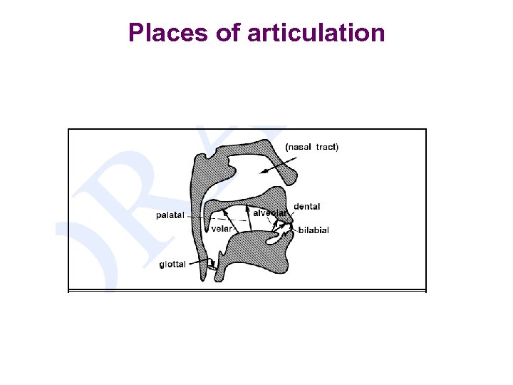 Places of articulation 