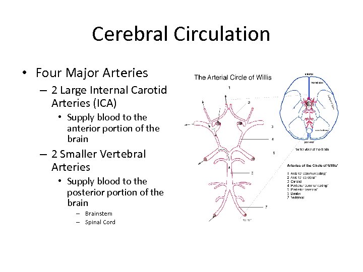 Cerebral Circulation • Four Major Arteries – 2 Large Internal Carotid Arteries (ICA) •