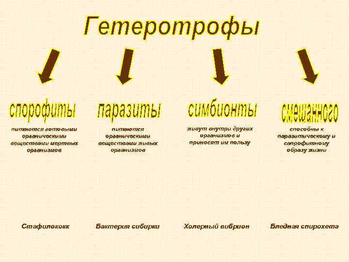 питаются готовыми органическими веществами мертвых организмов питаются органическими веществами живых организмов Стафилококк Бактерия сибирки
