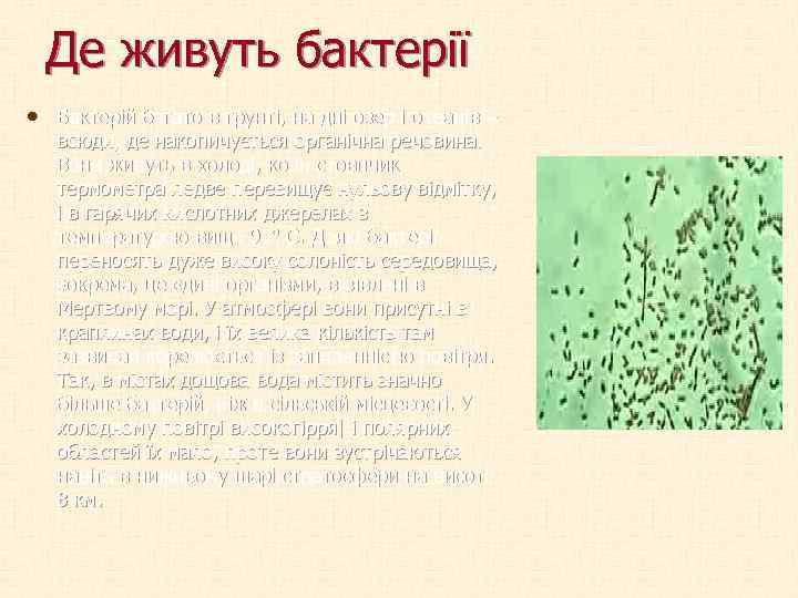 Де живуть бактерії • Бактерій багато в грунті, на дні озер і океанів –