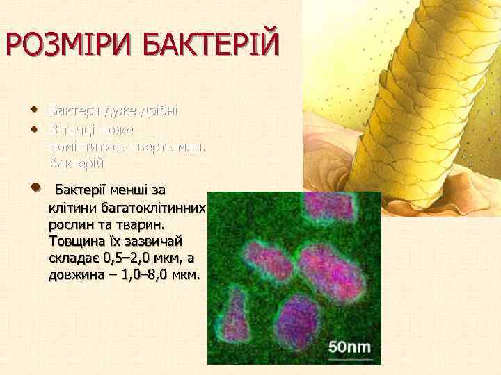 РОЗМІРИ БАКТЕРІЙ • Бактерії дуже дрібні • В точці може поміститись чверть млн. бактерій