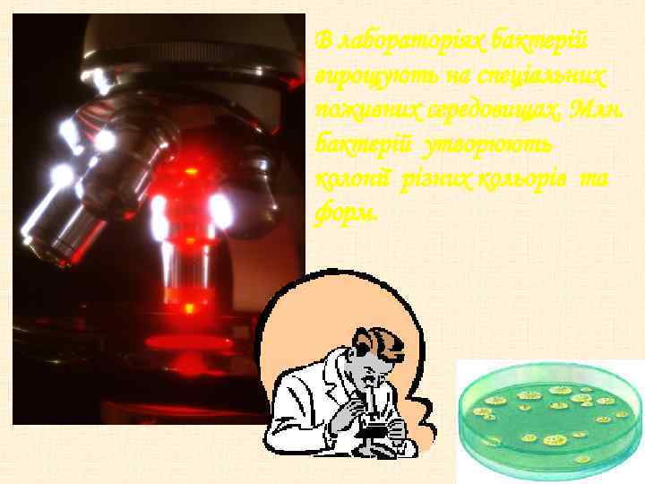 В лабораторіях бактерій вирощують на спеціальних поживних середовищах. Млн. бактерій утворюють колонії різних кольорів
