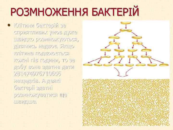 РОЗМНОЖЕННЯ БАКТЕРІЙ • Клітини бактерій за сприятливих умов дуже швидко розмножуються, ділячись надвоє. Якщо