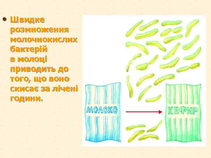  • Швидке розмноження молочнокислих бактерій в молоці приводить до того, що воно скисає