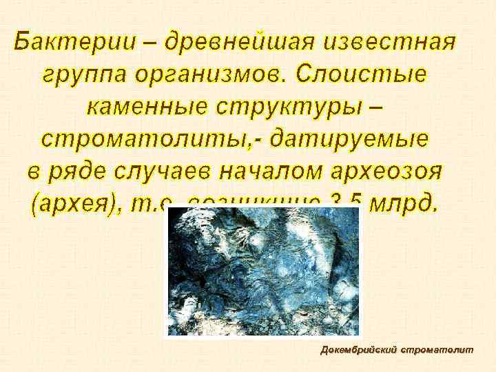 Докембрийский строматолит 