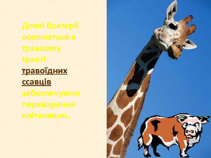 Деякі бактерії оселяються в травному тракті травоїдних ссавців забезпечуючи переварення клітковини. 