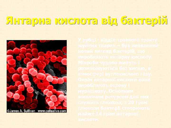 Янтарна кислота від бактерій У рубці - відділ травного тракту жуйних тварин – був