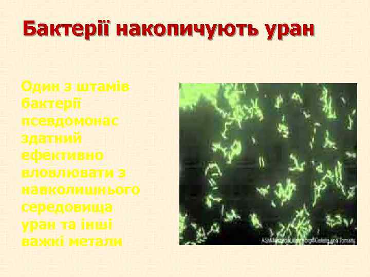 Бактерії накопичують уран Один з штамів бактерії псевдомонас здатний ефективно вловлювати з навколишнього середовища