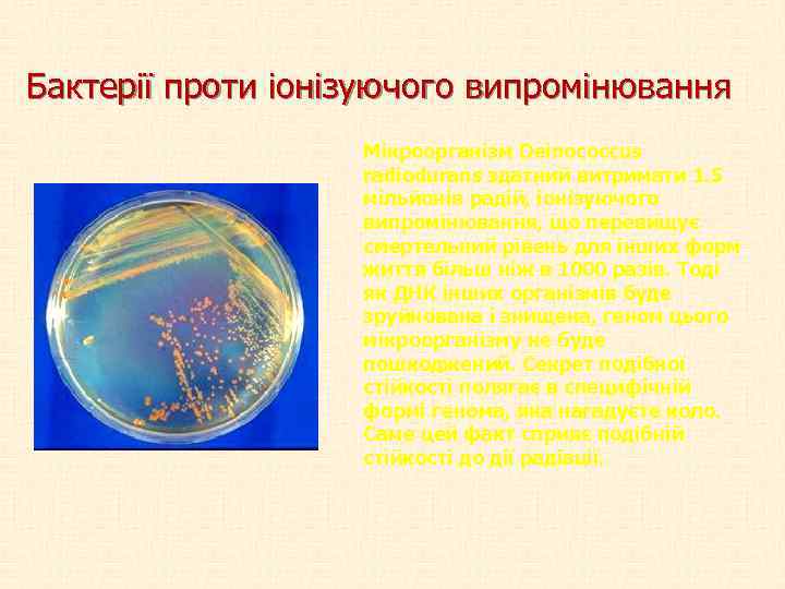 Бактерії проти іонізуючого випромінювання Мікроорганізм Deinococcus radiodurans здатний витримати 1. 5 мільйонів радій, іонізуючого