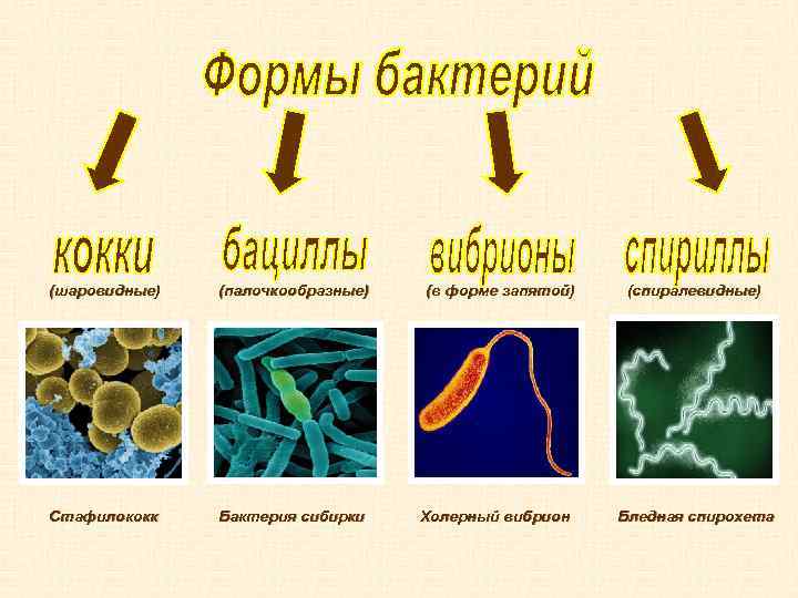 Название бактерий фото и название