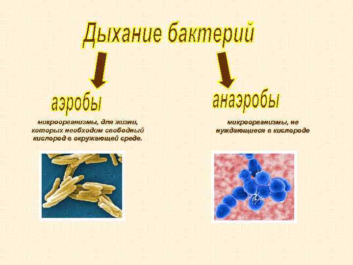 микроорганизмы, для жизни, которых необходим свободный кислород в окружающей среде. микроорганизмы, не нуждающиеся в