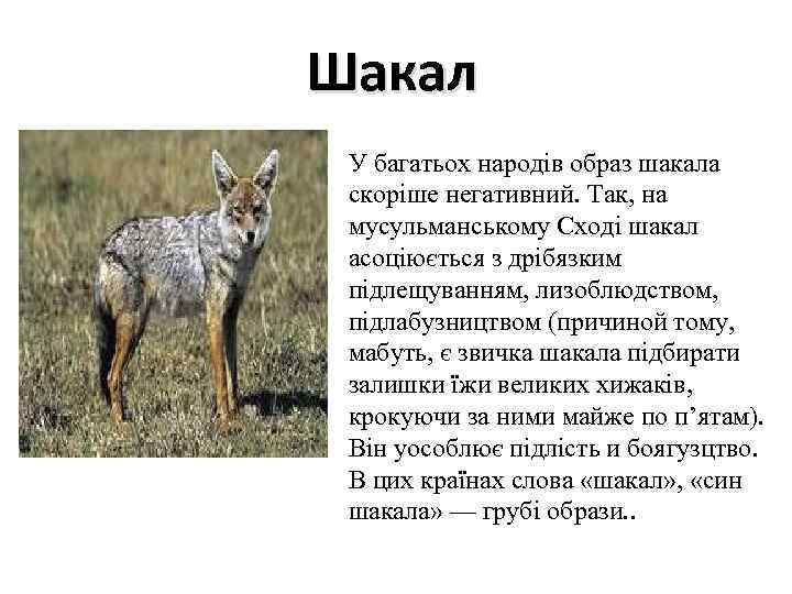 Шакал У багатьох народів образ шакала скоріше негативний. Так, на мусульманському Сході шакал асоціюється