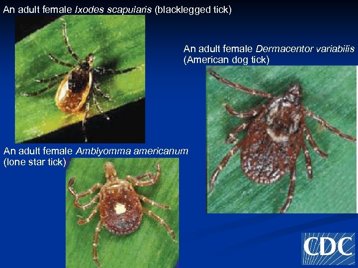 An adult female Ixodes scapularis (blacklegged tick) An adult female Dermacentor variabilis (American dog