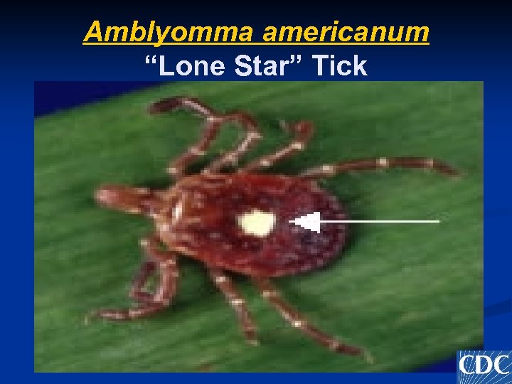 Amblyomma americanum “Lone Star” Tick 