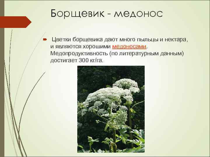 Борщевик - медонос Цветки борщевика дают много пыльцы и нектара, и являются хорошими медоносами.
