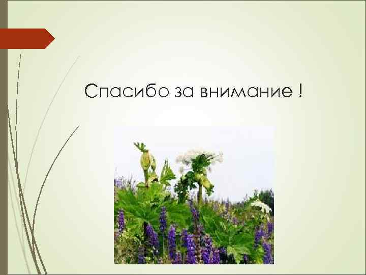 Спасибо за внимание ! 