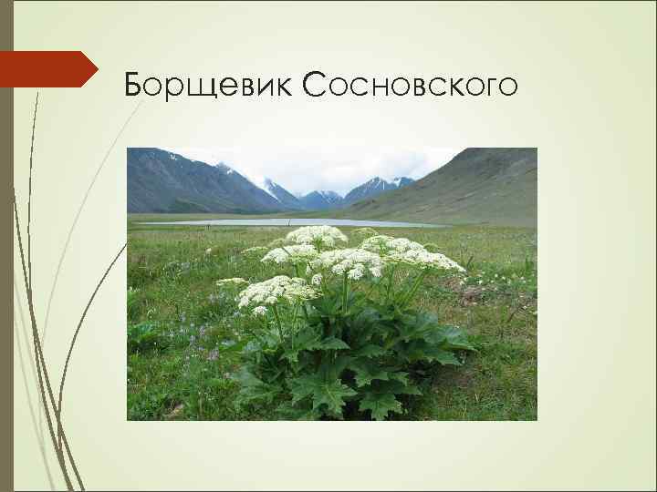 Борщевик Сосновского 