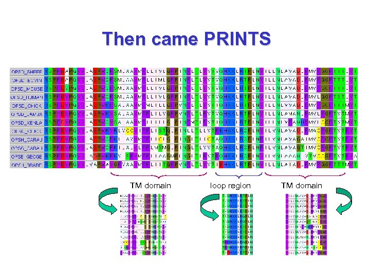 Then came PRINTS TM domain loop region TM domain 