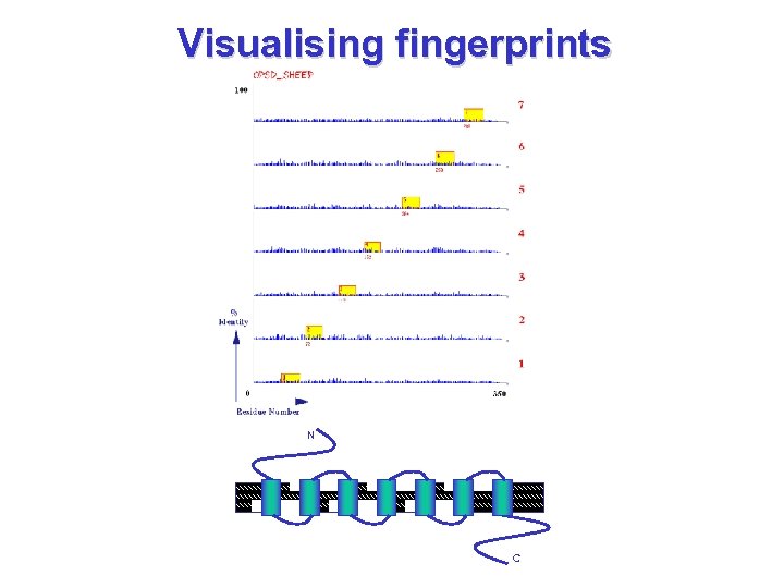 Visualising fingerprints N C 