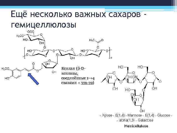 Ещё несколько важных сахаров гемицеллюлозы Ксилан (β-Dксилозы, соединённые 1→ 4 связями + что-то) 