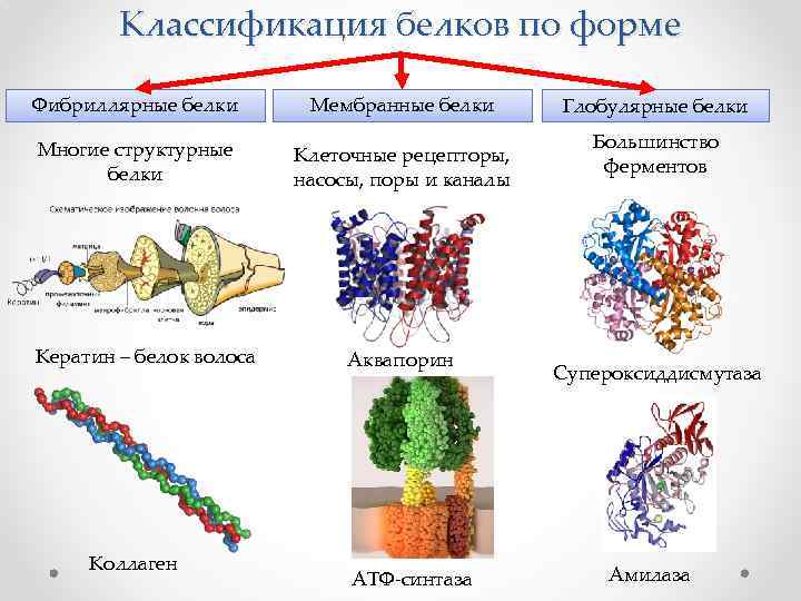 Классификация белков