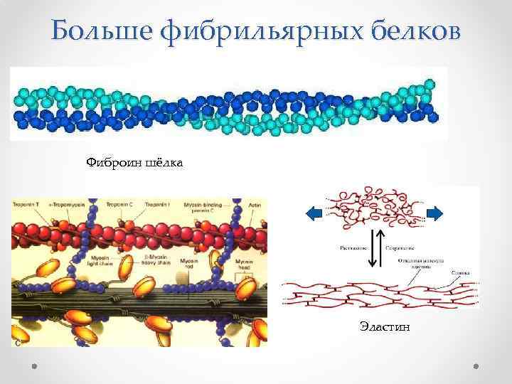 Шелк белок. Фиброин шелка структура. Фиброин структура белка. Фибриллярные белки фиброин. Вторичная структура фиброина шелка.