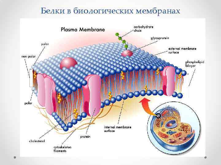 Белки в биологических мембранах 