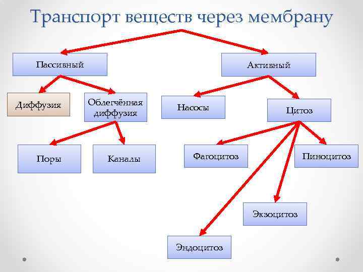 Транспорт веществ через мембрану Пассивный Диффузия Поры Активный Облегчённая диффузия Каналы Насосы Цитоз Фагоцитоз