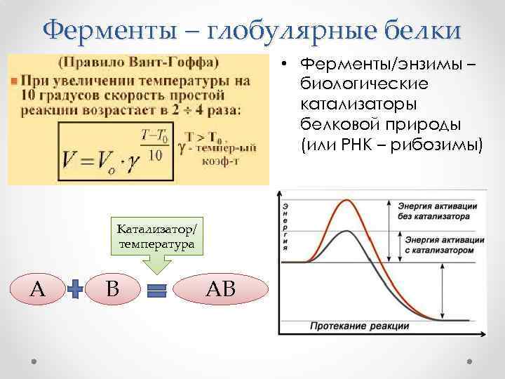 Ферменты – глобулярные белки • Ферменты/энзимы – биологические катализаторы белковой природы (или РНК –