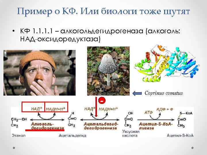 Пример о КФ. Или биологи тоже шутят • КФ 1. 1 – алкогольдегидрогеназа (алкоголь: