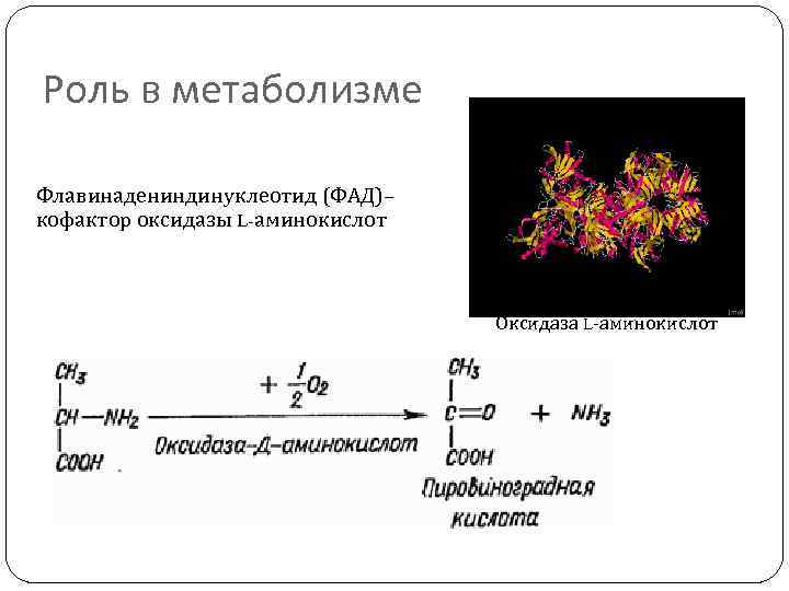 Роль в метаболизме Флавинадениндинуклеотид (ФАД)– кофактор оксидазы L-аминокислот Оксидаза L-аминокислот 
