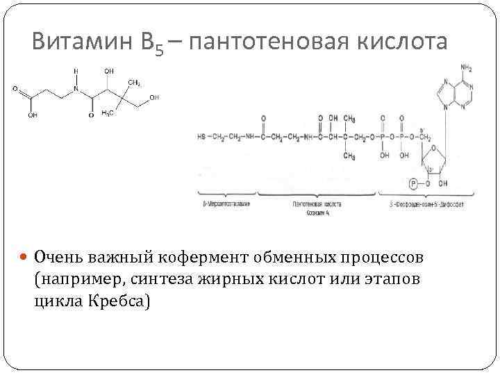 Витамин В 5 – пантотеновая кислота Очень важный кофермент обменных процессов (например, синтеза жирных