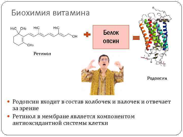 Биохимия витамина Белок опсин Ретинол Родопсин входит в состав колбочек и палочек и отвечает