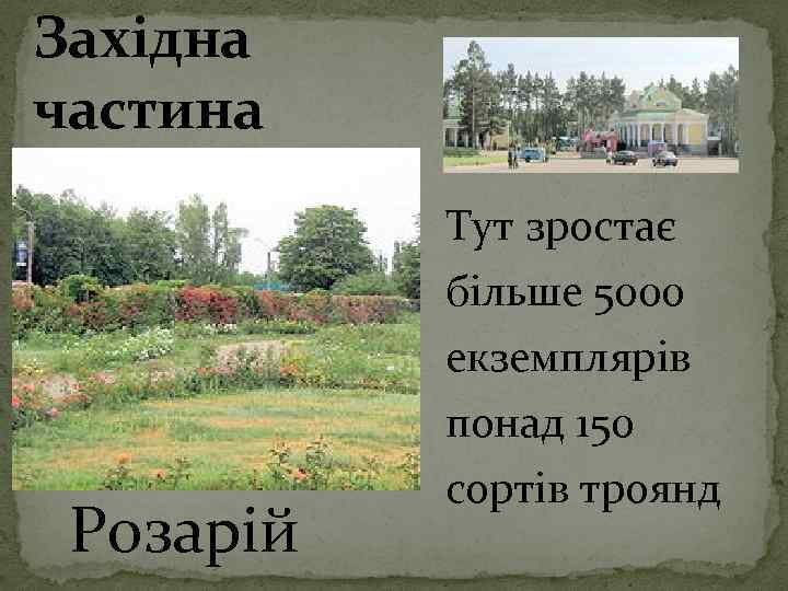 Західна частина Тут зростає Розарій більше 5000 екземплярів понад 150 сортів троянд 